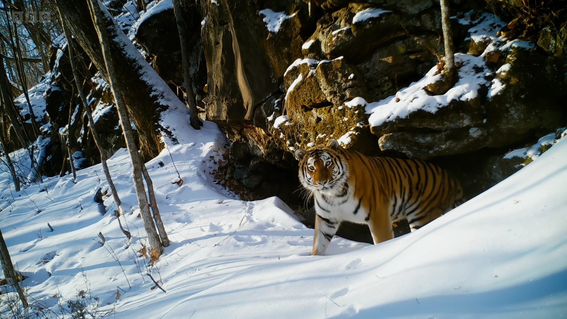 Siberian tiger (Panthera tigris tigris) as shown in Frozen Planet II - Frozen Worlds